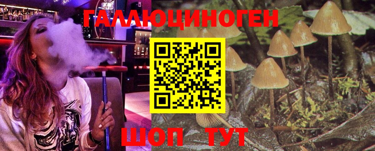 Галлюциногенные грибы Psilocybe Междуреченск